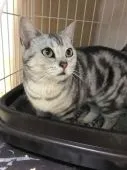 アメリカンショートヘア【岡山県・男の子・2019年2月12日・】の写真5「母親です」