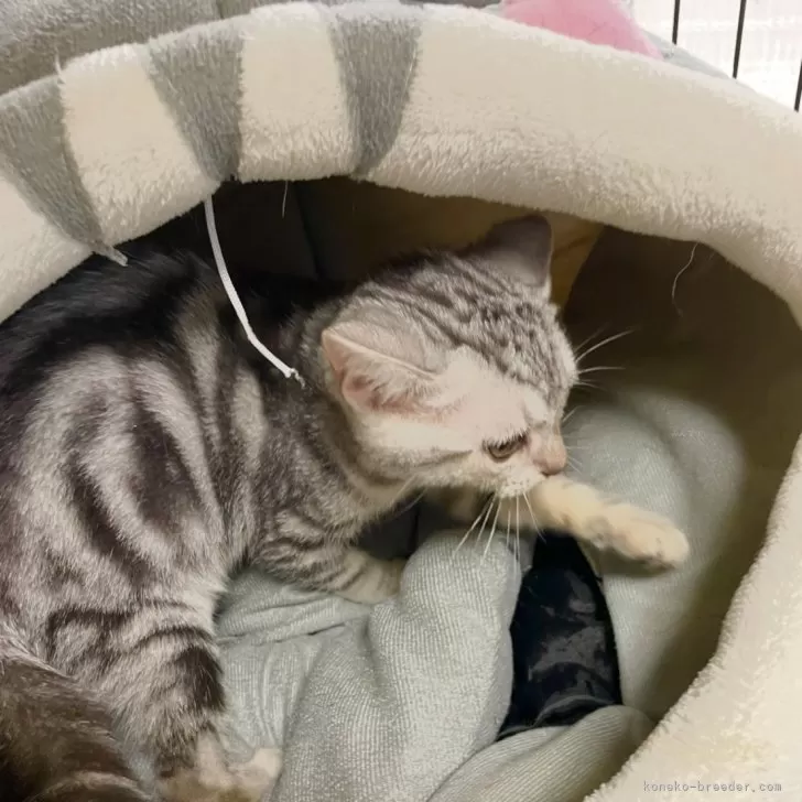 ID：2508-00696の子猫