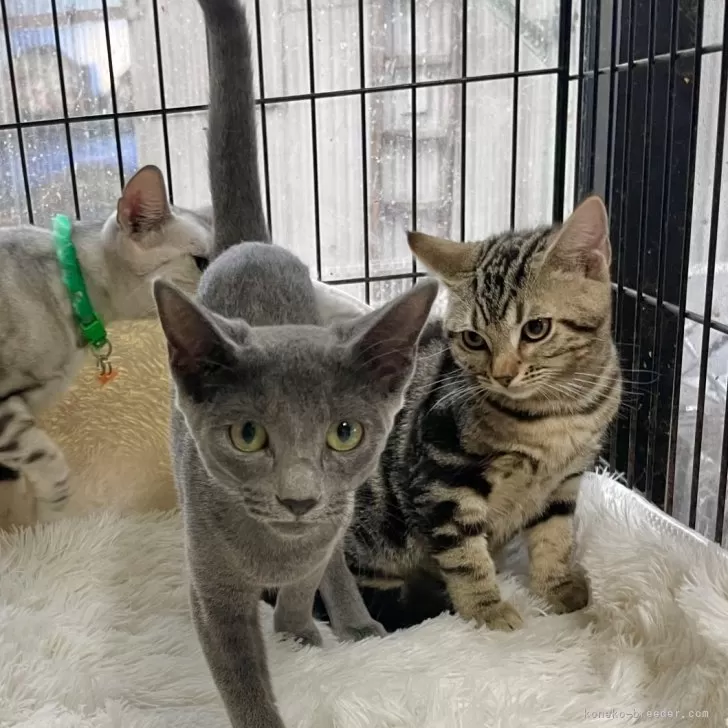 H.A 様のお迎えした子猫