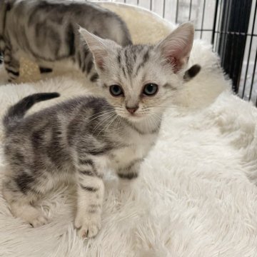 アメリカンショートヘア【岡山県・女の子・2025年7月4日・シルバータビー】の写真「ヤンチャで可愛い子猫ちゃんです」