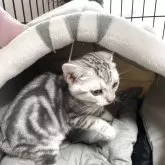 アメリカンショートヘア