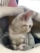 アメリカンショートヘア【岡山県・男の子・2025年4月28日・シルバータビー】の写真3