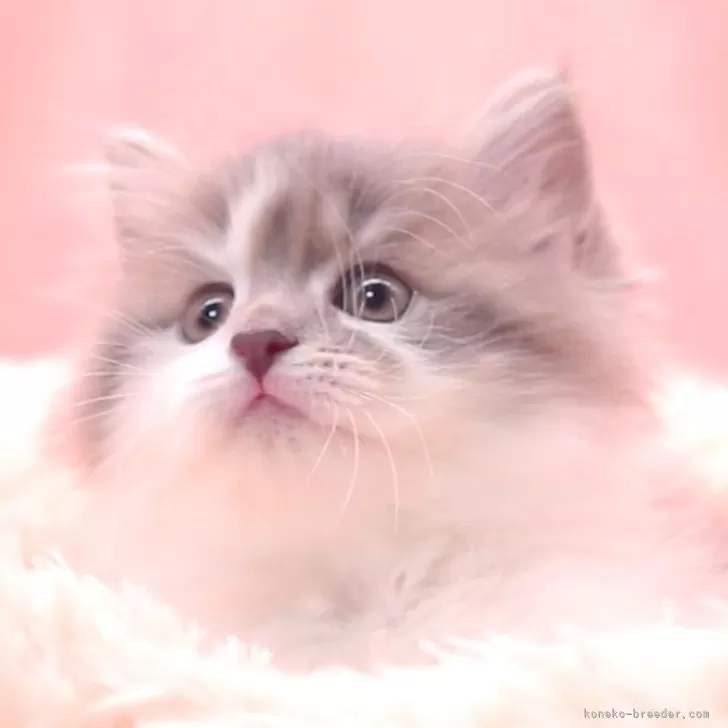 ID：2408-01825の子猫
