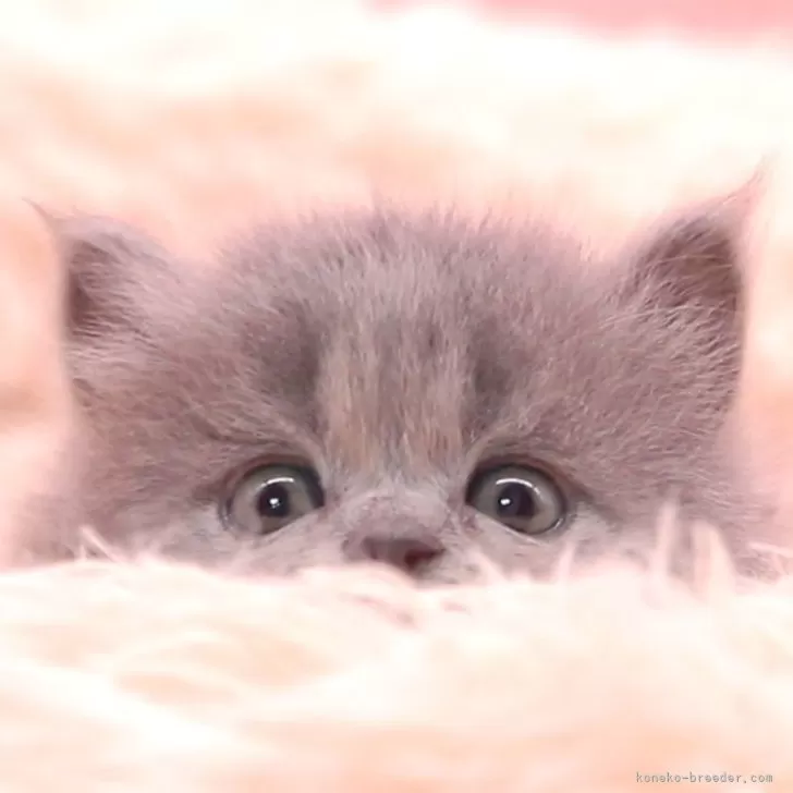 ID：2503-02527の子猫