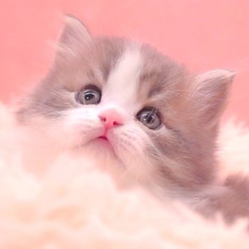 サイベリアン【茨城県・男の子・2024年11月14日・ブルータビー&ホワイト】の写真「詳しくは動画をチェック！！」