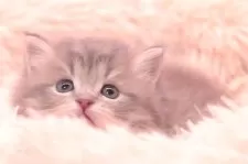 サイベリアン【茨城県・女の子・2024年11月14日・ブルータビー&ホワイト】の写真2