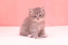 サイベリアン【茨城県・女の子・2024年11月14日・ブルータビー&ホワイト】の写真4