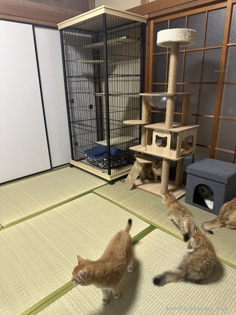 程　代斌(てい　だいひん)ブリーダー(茨城県・ブリティッシュショートヘアなど・CFA登録)の紹介写真3