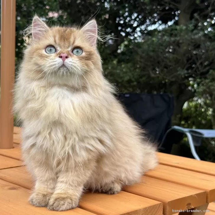 ID：2408-03088の子猫