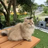 ブリティッシュロングヘア【茨城県・男の子・2024年3月28日・ゴールデン】の写真5