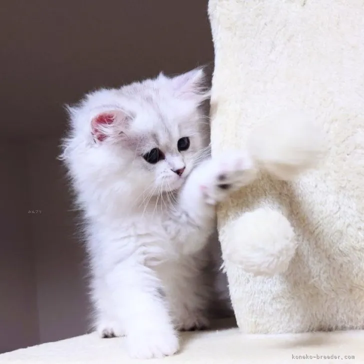 ID:2310-00871の子猫