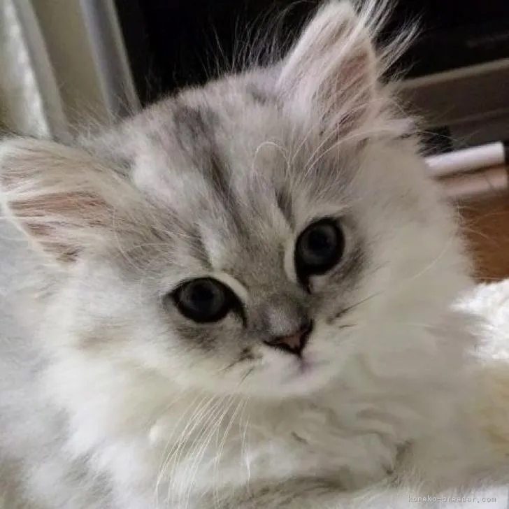 T.W 様のお迎えした子猫