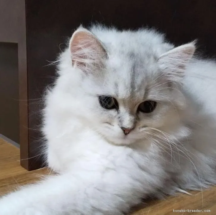 ID：2207-00283の子猫