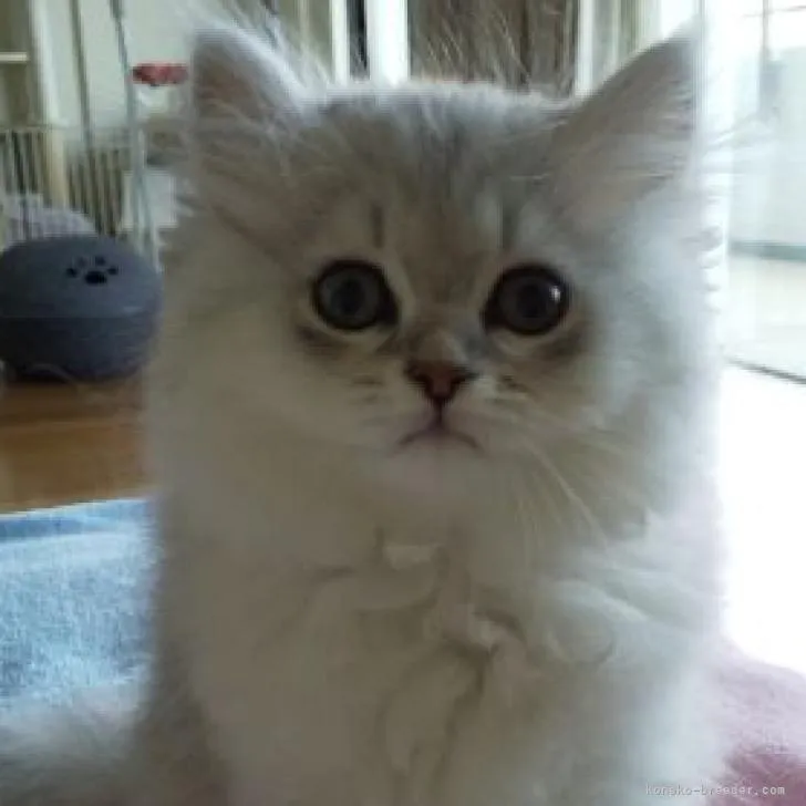 ID：2207-00023の子猫