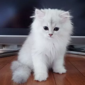 cat_img_1_thumb_mob_048f1b21c0