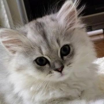 ペルシャ(チンチラ)【長野県・女の子・2022年3月5日・チンチラシルバー】の写真「ハスキーボイス女の子です🐱」