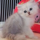 ペルシャ(チンチラ)
