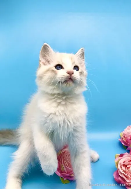 ID：2204-02382の子猫