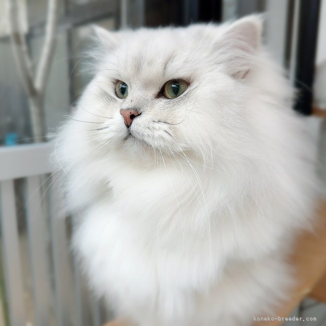 サイベリアン【・男の子・2021年12月25日・チンチラシルバー】