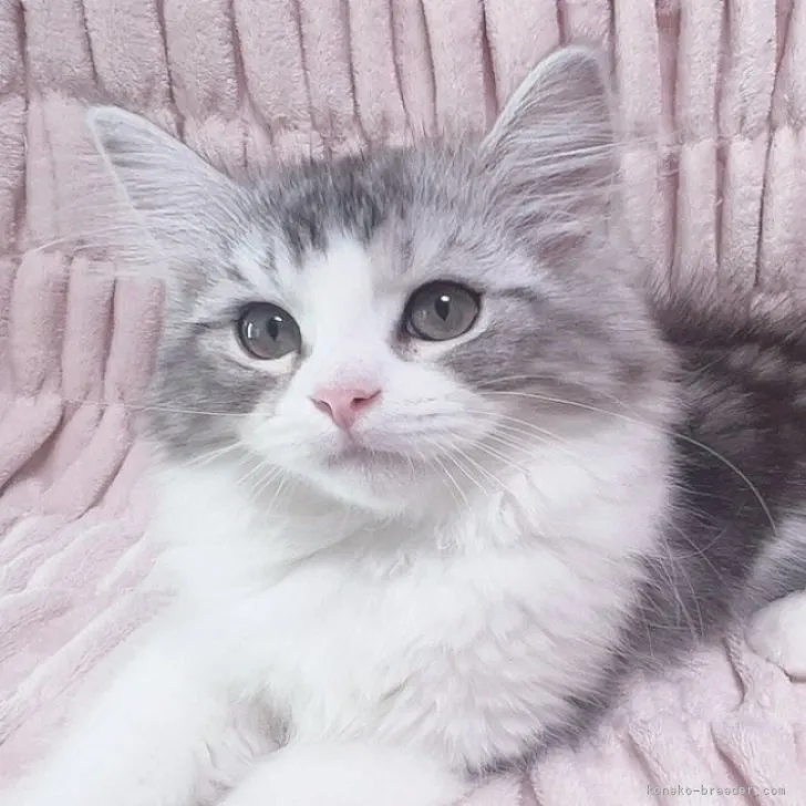 ID:2308-01998の子猫