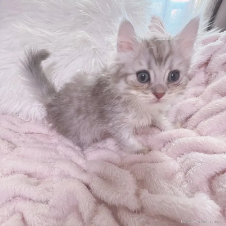 ID:2308-01987の子猫