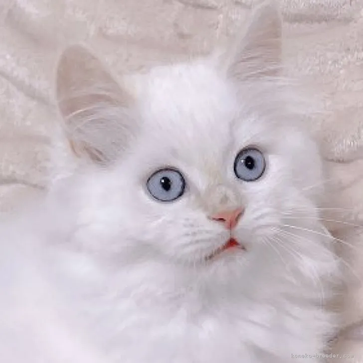 ID:2304-03565の子猫