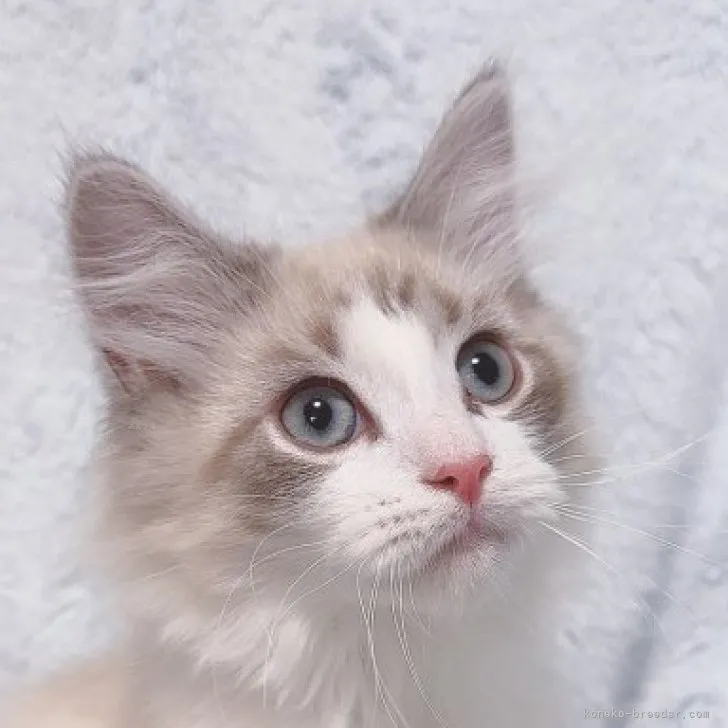 ID:2311-00178の子猫