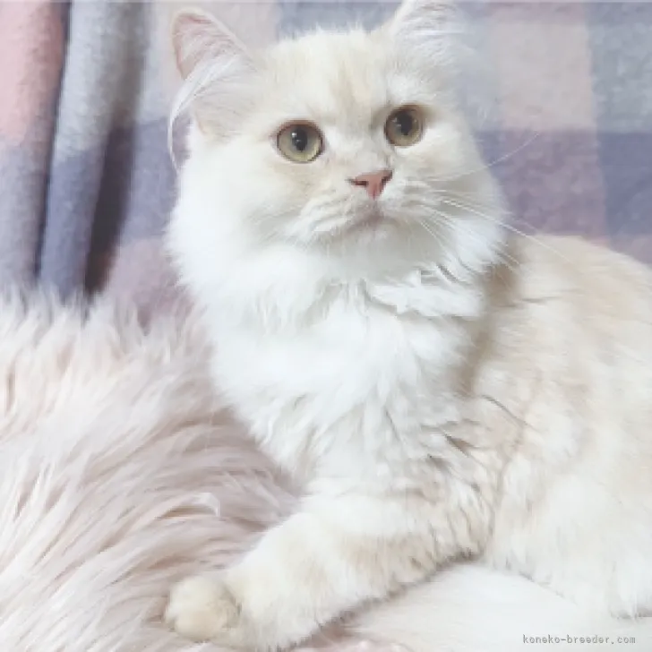 ありちゃん 様のお迎えした子猫