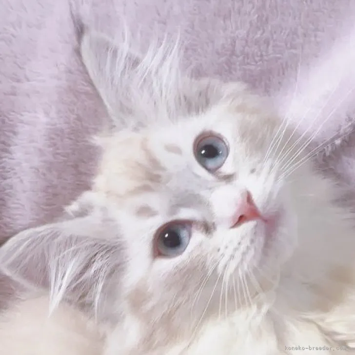 ID：2306-01262の子猫