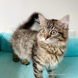 シャラク 様のお迎えした子猫