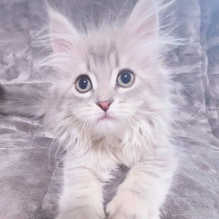 サイベリアン【東京都・男の子・2023年6月11日・ブルタビー】の写真1