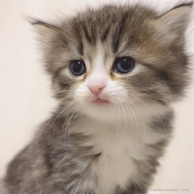 み 様のお迎えした子猫