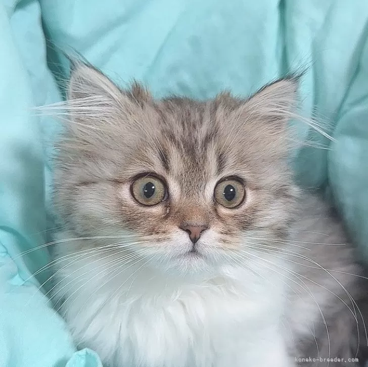 ID：2311-01334の子猫