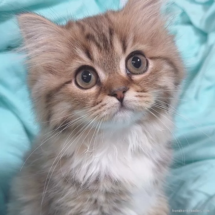 M.S 様のお迎えした子猫