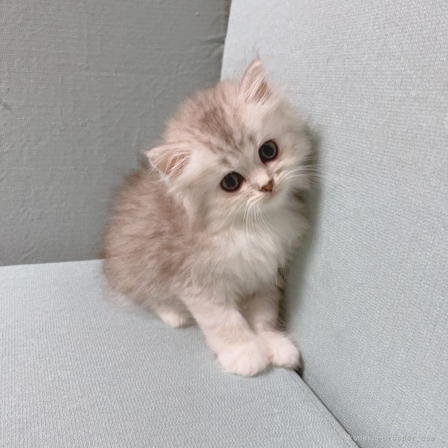 H.Ｉ 様のお迎えした子猫