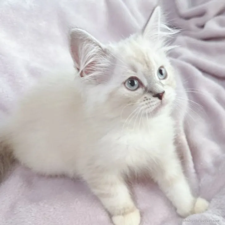 ID：2306-03073の子猫