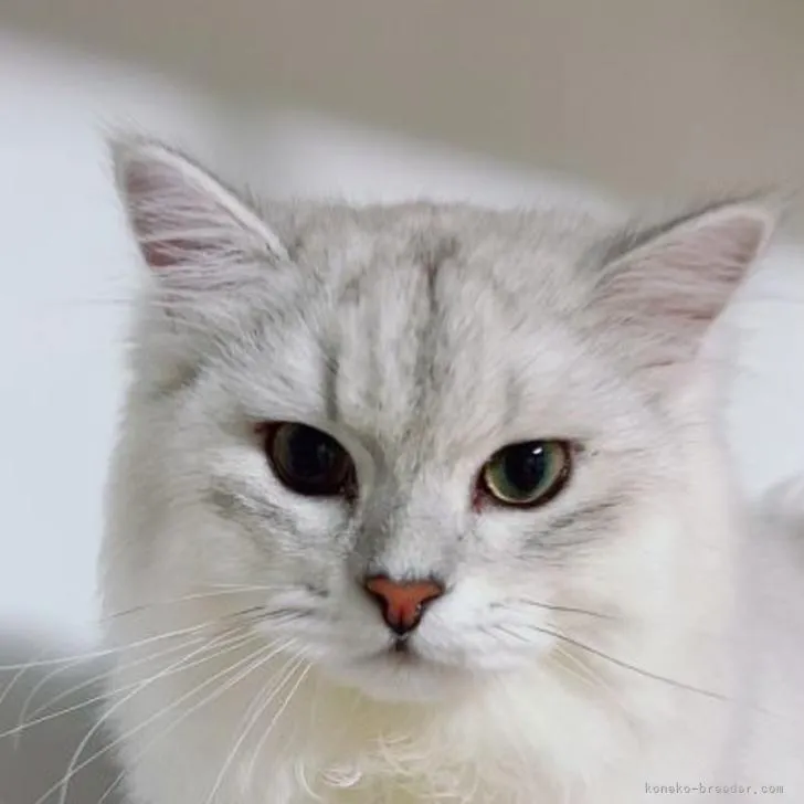 ID：2203-01372の子猫