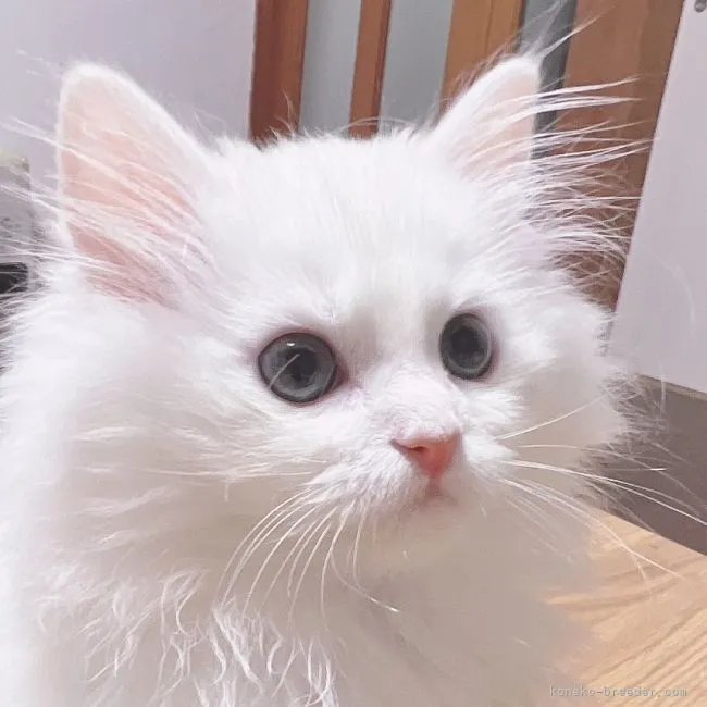 しろ丸 様のお迎えした子猫