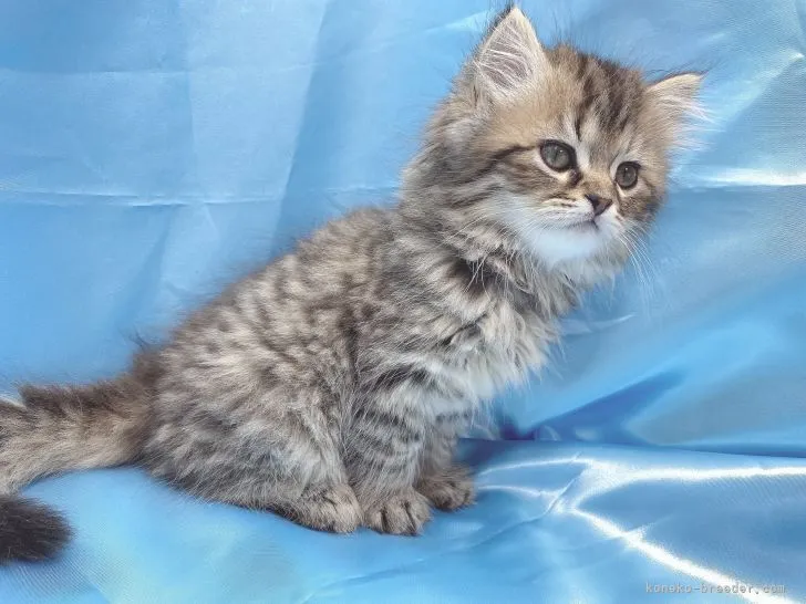 ID：2105-02052の子猫