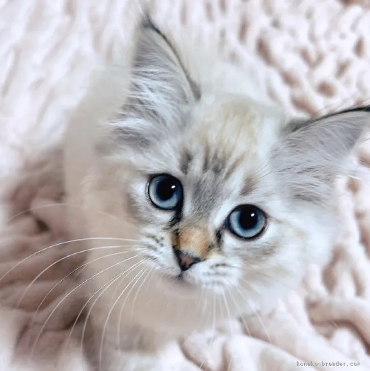 ID：2304-03626の子猫