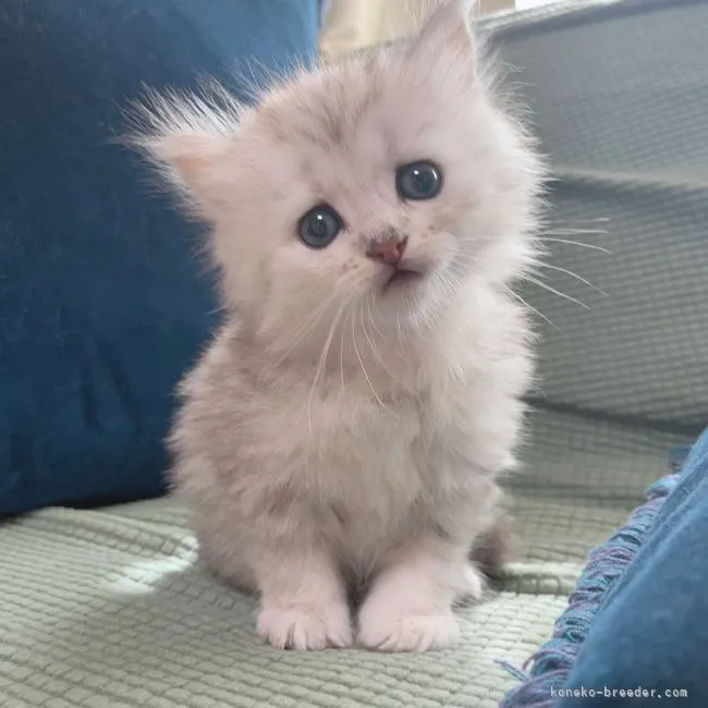 ID：2108-00253の子猫