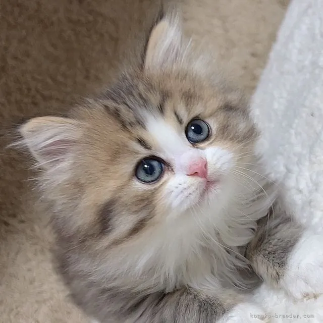ID：2202-01440の子猫