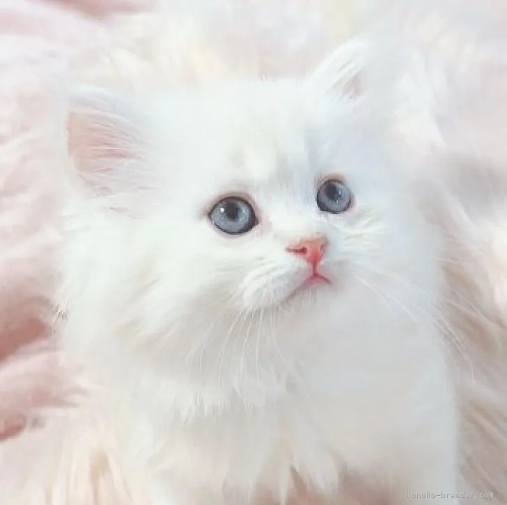 N.O 様のお迎えした子猫