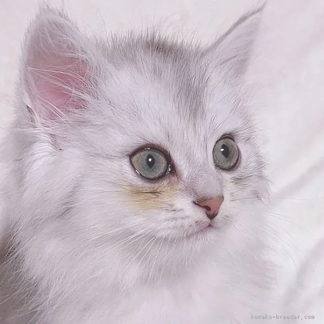 Nao 様のお迎えした子猫