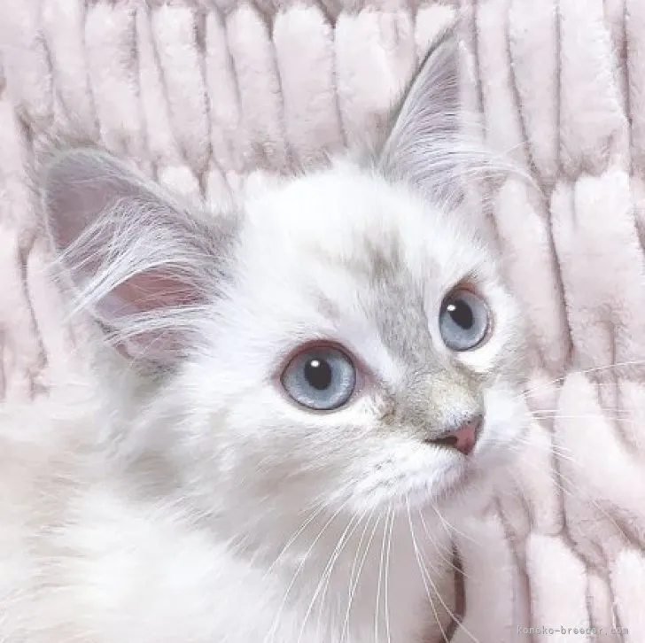 ID:2307-02785の子猫