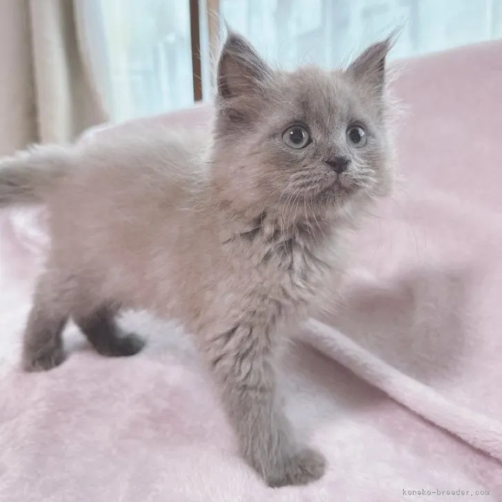 ID:2307-00398の子猫