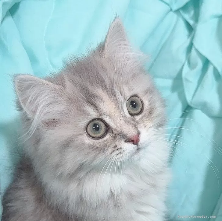 ID:2311-01574の子猫