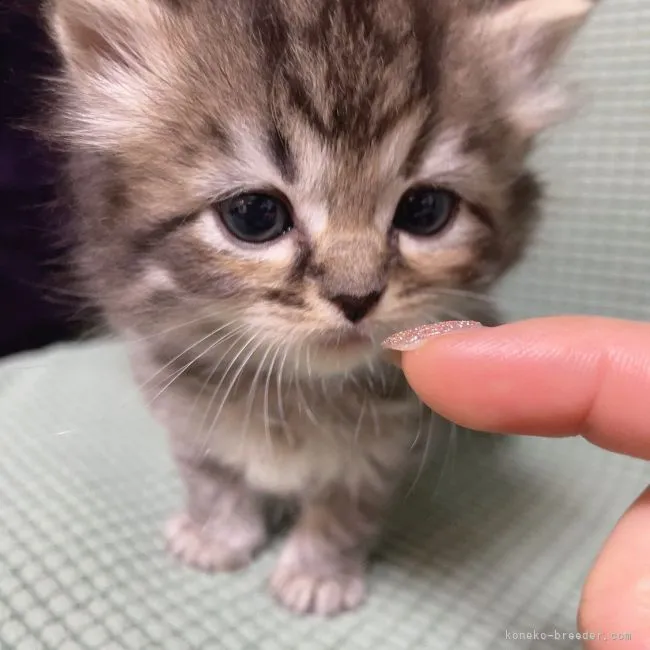 yemy 様のお迎えした子猫