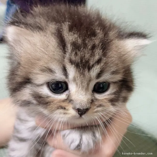 ID：2109-01107の子猫