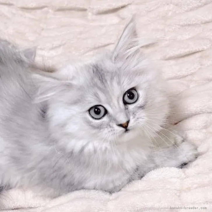 ID:2304-03602の子猫
